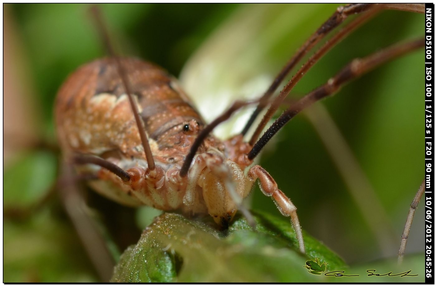 Dasylobus argentatus da Villanova Monteleone No 175